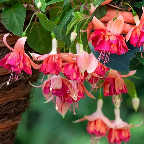 Fuchsia 'Marbeller™ Double Salmon-Orange' - Fuksia 'Marbeller™ Double Salmon-Orange'  